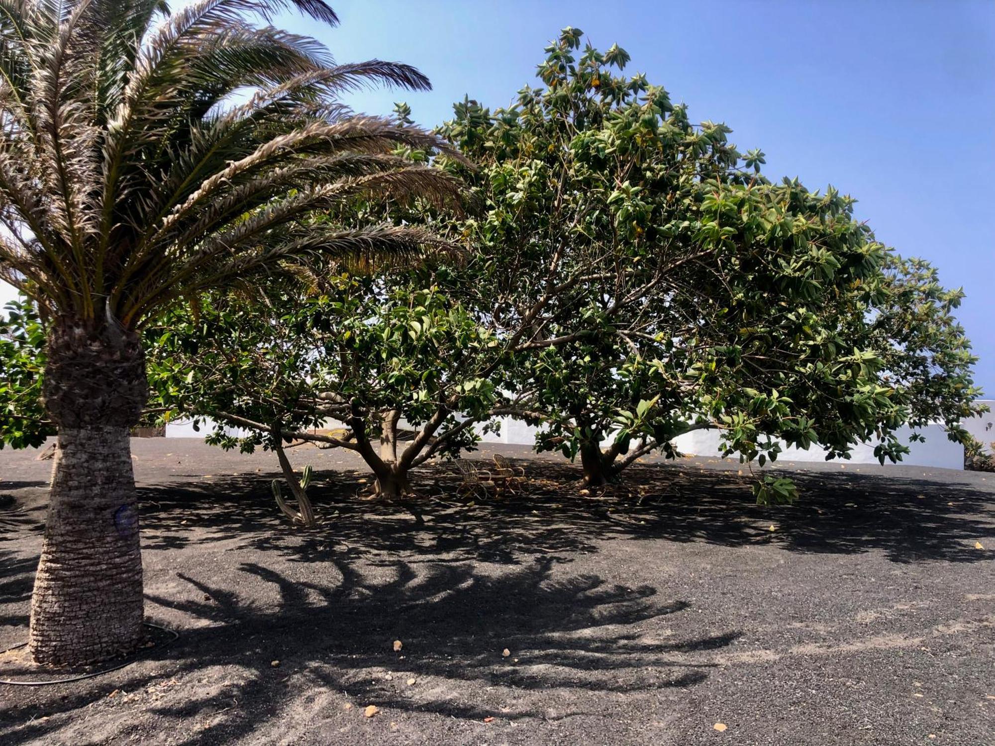 Villa Luciano "Spirit Of The Canaries" Тіас Екстер'єр фото